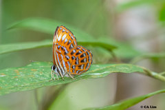 Laxita thuisto