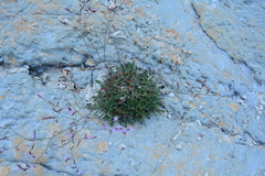 Limonium patrimoniense