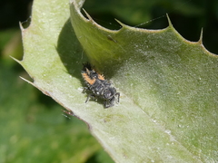 Harmonia axyridis