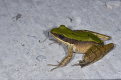 Odorrana graminea