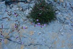 Limonium patrimoniense