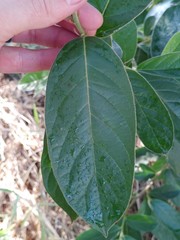 Antidesma venosum