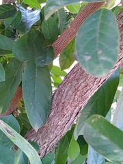 Antidesma venosum