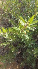 Searsia angustifolia