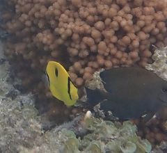 Chaetodon interruptus