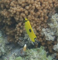 Chaetodon interruptus