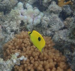 Chaetodon interruptus