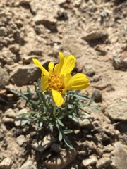 Thelesperma subnudum