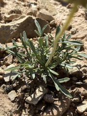 Thelesperma subnudum