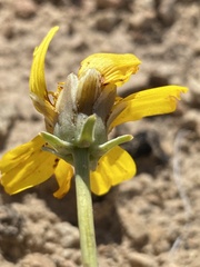 Thelesperma subnudum