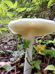 Amanita
