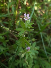 Geranium pusillum