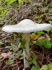 Amanita
