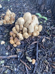 Coprinellus