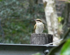Myiodynastes maculatus