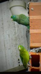 Forpus conspicillatus