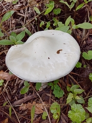 Amanita