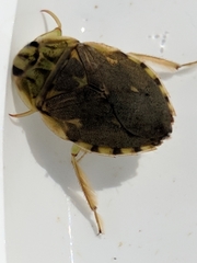 Ambrysus