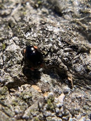 Hyperaspis bigeminata