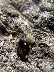 Hyperaspis bigeminata