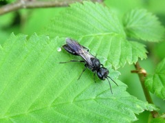 Diodontus tristis
