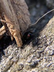 Hyperaspis bigeminata