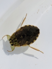 Ambrysus
