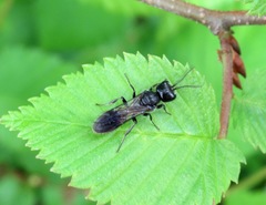 Diodontus tristis