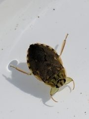 Ambrysus