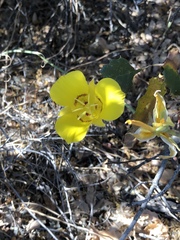 Calochortus concolor