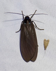 Opharus procroides