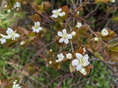 Amelanchier bartramiana