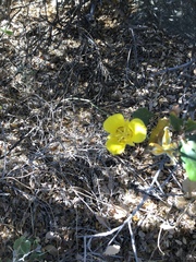 Calochortus concolor
