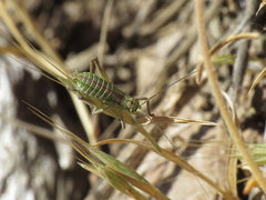 Steropleurus andalusius