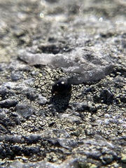 Hyperaspis bigeminata