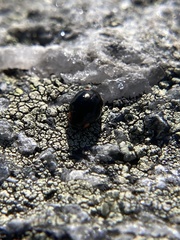 Hyperaspis bigeminata