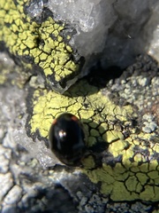 Hyperaspis bigeminata