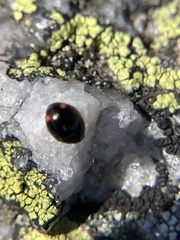 Hyperaspis bigeminata