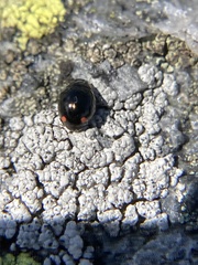 Hyperaspis bigeminata