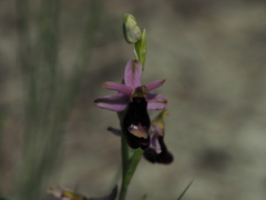 Ophrys bertolonii