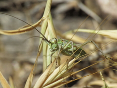 Steropleurus andalusius
