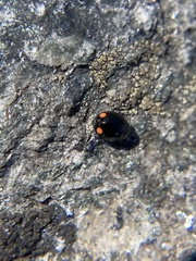 Hyperaspis bigeminata