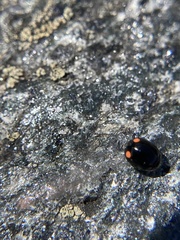 Hyperaspis bigeminata