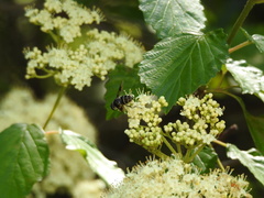 Eristalis saxorum
