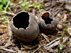 Dissingia leucomelaena