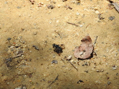 Eristalis saxorum