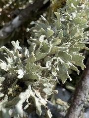 Ramalina stenospora