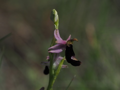 Ophrys bertolonii