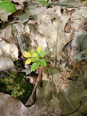 Panax trifolius