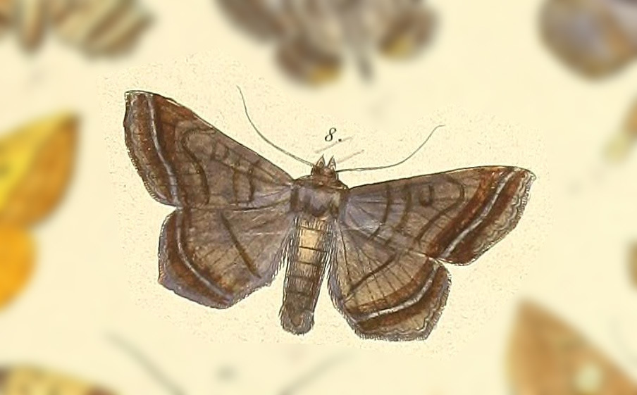 Lesmone inopia